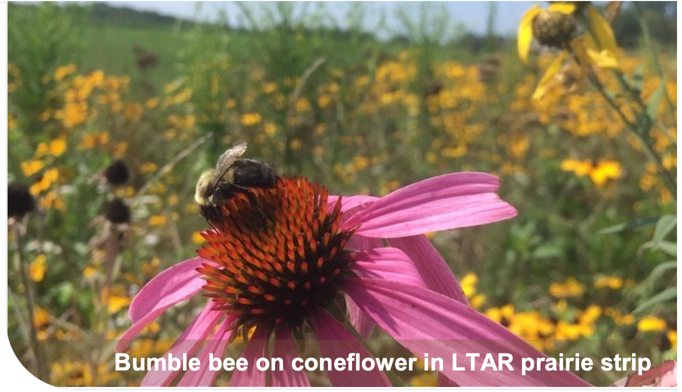 Bumble bee on coneflower in LTAR prairie strip